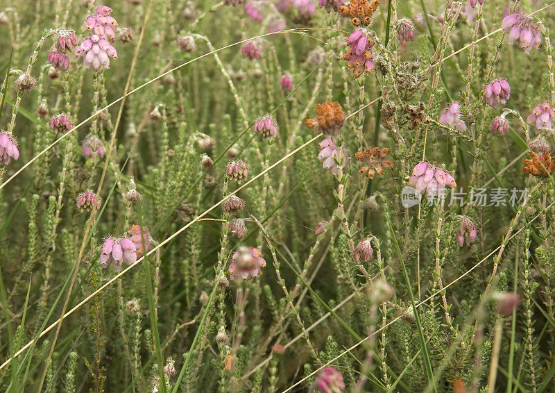 十字形Heath (Erica tetralix)